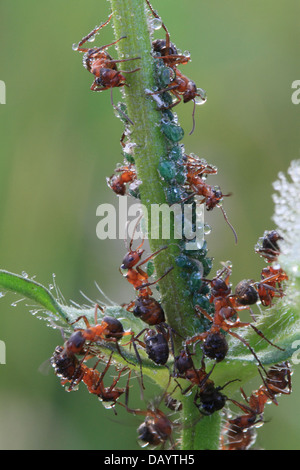 Formiche e afidi coperti in gocce di rugiada di mattina presto. Fotografato in Hune, Danimarca Foto Stock