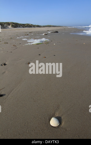 Ampia spiaggia di sabbia e di increspatura comune scafo in corrispondenza di Blokhus, Danimarca Foto Stock
