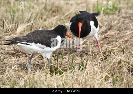 I capretti Pied comune (Oystercatcher Haematopus ostralegus) rovistando insieme con un genitore Foto Stock