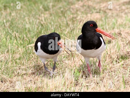 Comune di adulti Pied Oystercatcher (Haematopus ostralegus) insegnamento sua giovane per foraggio Foto Stock