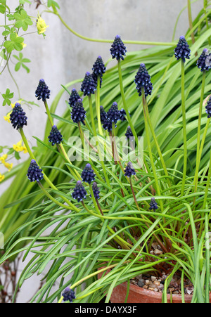 Uva comune Giacinto, Muscari neglectum, Hyacinthaceae. Foto Stock