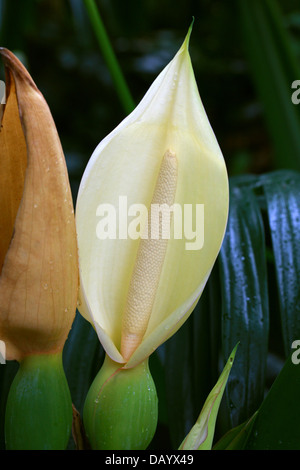 Tannia o Cocoyam, sagittifolium Xanthosoma Araceae,. Sud America. Aka Arrowleaf orecchio di elefante arrowleaf o orecchie di elefante. Foto Stock