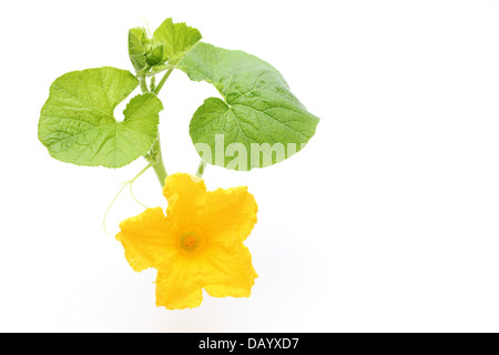 Fiori di zucca isolati su sfondo bianco Foto Stock