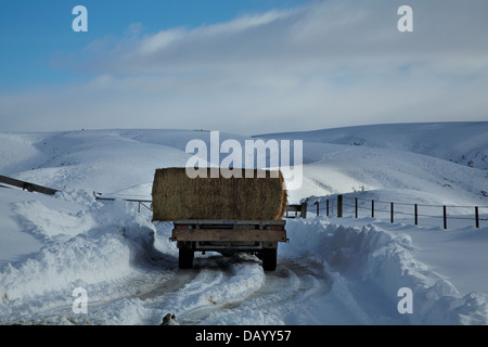 Agriturismo carrello con alimentazione invernale e coperti di neve farmland accanto a 'Pigroot' (autostrada statale 85), Otago, Isola del Sud, Nuova Zelanda Foto Stock