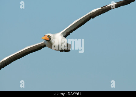 Foto di stock di nazca booby in volo Foto Stock