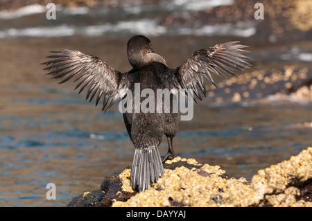 Foto di stock di un cormorano flightless visualizzando il suo piccole ali. Foto Stock