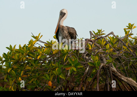 Foto di stock di un pellicano bruno seduto sulla parte superiore delle mangrovie su Isabela Island, Galapagos. Foto Stock