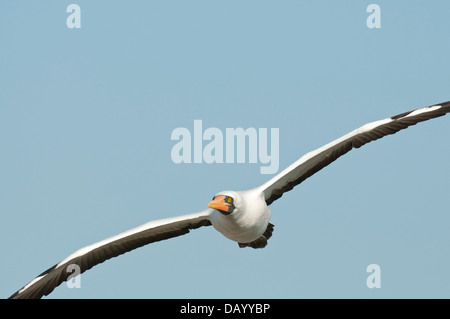 Foto di stock di nazca booby in volo Foto Stock