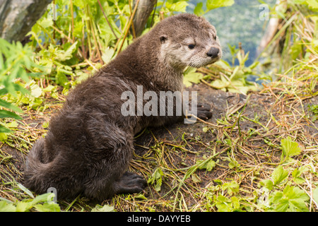 Foto di stock di Nord America Lontra di fiume pup. Foto Stock