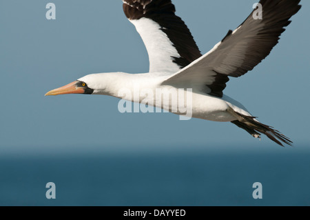 Foto di stock di nazca booby in volo Foto Stock