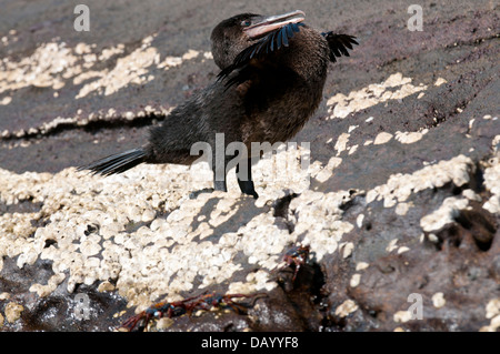 Foto di stock di un cormorano flightless visualizzando il suo piccole ali. Foto Stock