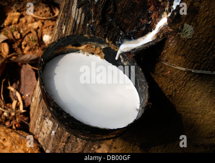 La maschiatura di gomma lattice di latte raccolto da gomma di piantagione di alberi di Kerala India Foto Stock