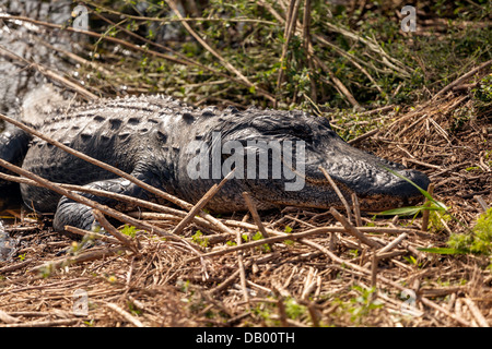 Il coccodrillo americano (Alligator mississippiensis) ensoleillement se stesso su di una banca in Paynes Prairie preservare in Florida. Foto Stock