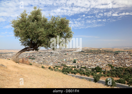 Albero più vecchia medina di Fes, Marocco, Africa del Nord Foto Stock