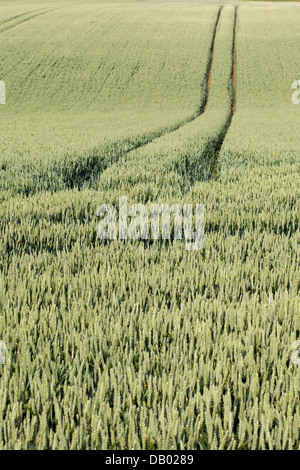 Campo di grano con veicolo le vie che corre attraverso il centro nella campagna inglese Foto Stock