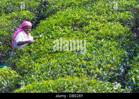 Donna di tè di prelievo in corrispondenza di una piantagione di tè in Munar, India Foto Stock