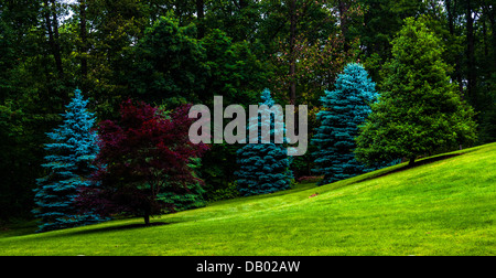 Trees on a grassy hill. Foto Stock
