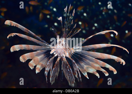 Affamato leone sta attaccando fisher più piccoli mentre la caccia. Essa diffonde aculei velenosi per catturare la preda. Foto Stock