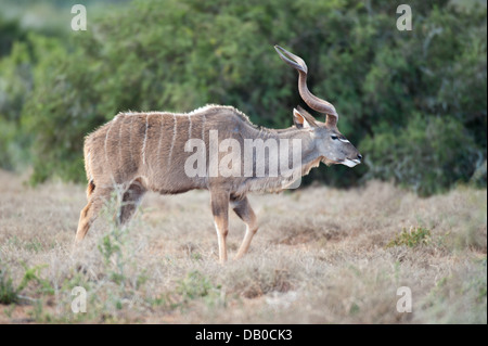 Kudu maggiore (Tragelaphus strepsiceros), Addo Elephant National Park, Capo orientale, Sud Africa Foto Stock