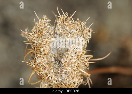 La carota frutti, Daucus carotta frutti, Spagna Foto Stock