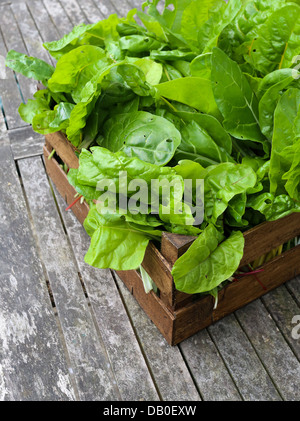 Una cassa piena di organico cresciuto rainbow chard appena raccolto dal giardino sul grigio rustico tavolo da giardino Foto Stock