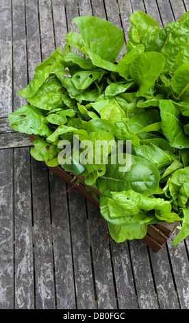 Una cassa piena di organico cresciuto rainbow chard appena raccolto dal giardino sul grigio rustico tavolo da giardino Foto Stock