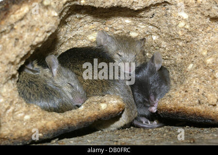 La foto non datata mostra una casa famiglia del mouse (lat.: Mus musculus) dormire in un pane da qualche parte in Germania. Foto: Ronald Wittek Foto Stock