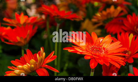 Delle gerbere rosse. Foto Stock