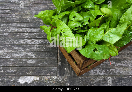 Una cassa piena di organico cresciuto rainbow chard appena raccolto dal giardino sul grigio rustico tavolo da giardino Foto Stock