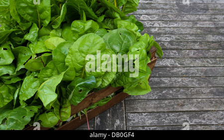 Una cassa piena di organico cresciuto rainbow chard appena raccolto dal giardino sul grigio rustico tavolo da giardino Foto Stock