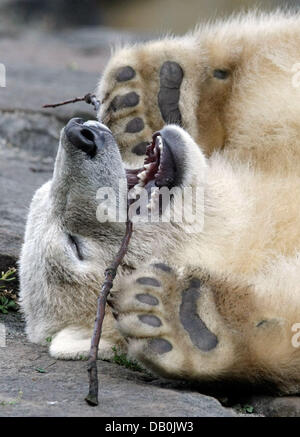 Orso polare Knut "' mastica su un ramoscello mentre stare sdraiato sulla schiena in corrispondenza di Berlino Zoo, 4 settembre 2007. Nel frattempo egli pesa 79kg ed è a sua volta nove mesi di età al 5° settembre 2007. Un vet ha annullato la sua dieta, iniziata in estate. Foto: Soeren Stache Foto Stock