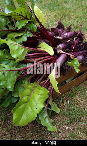 Una cassa piena di organico coltivati barbabietole appena raccolto da giardino Foto Stock