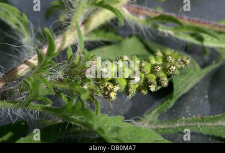 La foto mostra il polline su un impianto di comune ragweed (Ambrosia artemisiifolia), Cottbus, Germania, 11 settembre 2007. Ambrosia artemisiifolie ha il mondo di polline stongest allergene. Esso può provocare prurito agli occhi, lacrime, mal di testa e febbre da fieno per persone allergiche a. Secondo il biologo è cruciale per fermare la pianta invasiva di diffondersi ulteriormente. Essa proviene dal Nord Ame Foto Stock