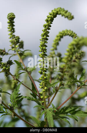 La foto mostra il polline su un impianto di comune ragweed (Ambrosia artemisiifolia), Cottbus, Germania, 11 settembre 2007. Ambrosia artemisiifolie ha il mondo di polline stongest allergene. Esso può provocare prurito agli occhi, lacrime, mal di testa e febbre da fieno per persone allergiche a. Secondo il biologo è cruciale per fermare la pianta invasiva di diffondersi ulteriormente. Essa proviene dal Nord Ame Foto Stock