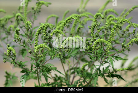 La foto mostra il polline su un impianto di comune ragweed (Ambrosia artemisiifolia), Cottbus, Germania, 11 settembre 2007. Ambrosia artemisiifolie ha il mondo di polline stongest allergene. Esso può provocare prurito agli occhi, lacrime, mal di testa e febbre da fieno per persone allergiche a. Secondo il biologo è cruciale per fermare la pianta invasiva di diffondersi ulteriormente. Essa proviene dal Nord Ame Foto Stock