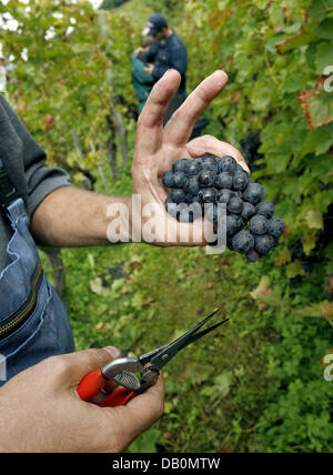 Un vintage harvester separa male dal buon pinot nero su un vigneto di Klingenberg, Germania, 11 settembre 2007. Il Ministro bavarese dell'agricoltura Josef Miller ufficialmente inaugurato la vindemiation per il famoso vino Frankonian. Circa 40 a 50 milioni di litri di vino - 80 per cento sono vino bianco - sono annualmente prodotte nella regione Frankonia. Foto: Daniel Karmann Foto Stock