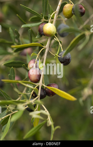 Olive prima della raccolta Foto Stock