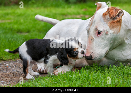 Carino il Cavalier King Charles Spaniel cucciolo saluto Bull terrier cane in giardino Foto Stock