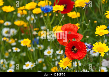 Close-up di fiori selvatici - papaveri, occhio di bue margherite, cornflowers, mais Le calendule e corncockles Foto Stock