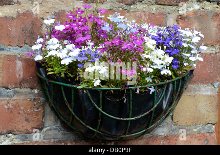 Cestello a parete con una miscela di Lobelia (filo di perle) Fiori Foto Stock