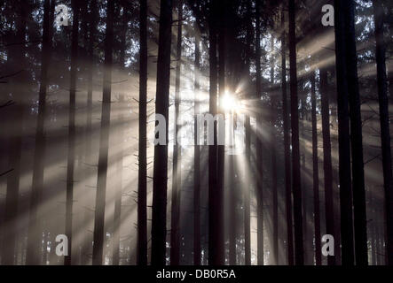 Raggi del sole nascente rompere attraverso la nebbia e cime degli alberi in una foresta di conifere vicino Genachhausen, Germania, 13 settembre 2007. Sole e temperature intorno ai 20 gradi prevarrà nei prossimi giorni in Baviera. Foto: Karl-Josef Hildenbrand Foto Stock