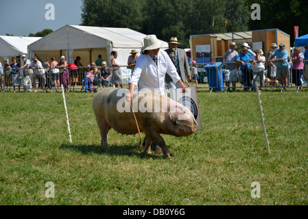 Gestione di maiale al Cotswold visualizza Foto Stock