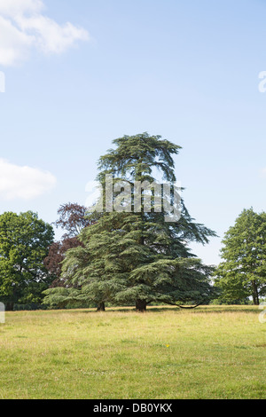 Ben formati in cedro del Libano che cresce in Hampshire, Inghilterra Foto Stock