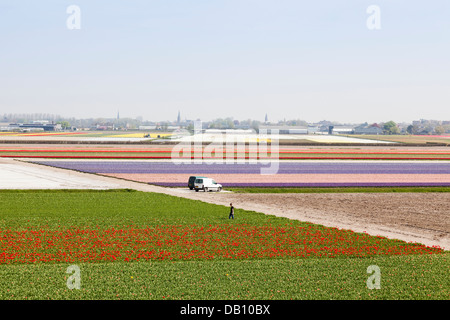 Strisce colorate di tulipani e giacinti in i campi di bulbi a giardini Keukenhof Lisse, Olanda Foto Stock