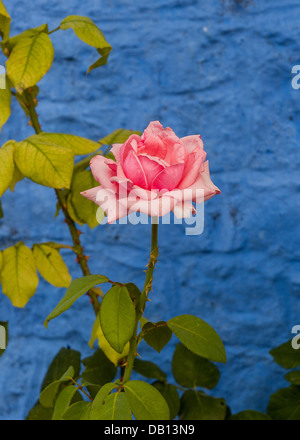 Rosa rosa con dei fiori foglie verdi contro la parete blu Foto Stock