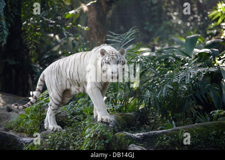 Tigre bianca del Bengala in Singapore Zoo. Nome scientifico: Panthera tigri tigri. Foto Stock