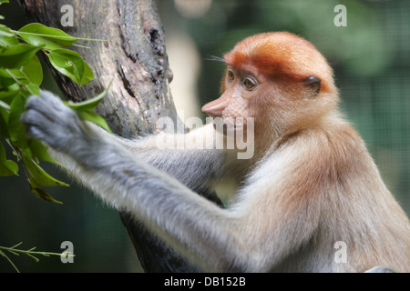 Proboscide scimmia in Singapore Zoo. Nome scientifico: Nasalis larvatus. Foto Stock