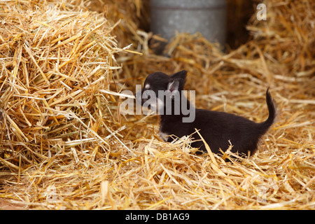 Chihuahua, longhaired, cucciolo |Chihuahua, langhaarig, Welpe Foto Stock