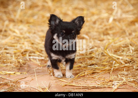 Chihuahua, longhaired, cucciolo |Chihuahua, langhaarig, Welpe Foto Stock