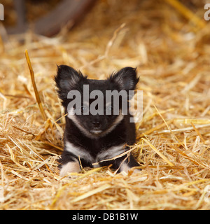 Chihuahua, longhaired, cucciolo |Chihuahua, langhaarig, Welpe Foto Stock